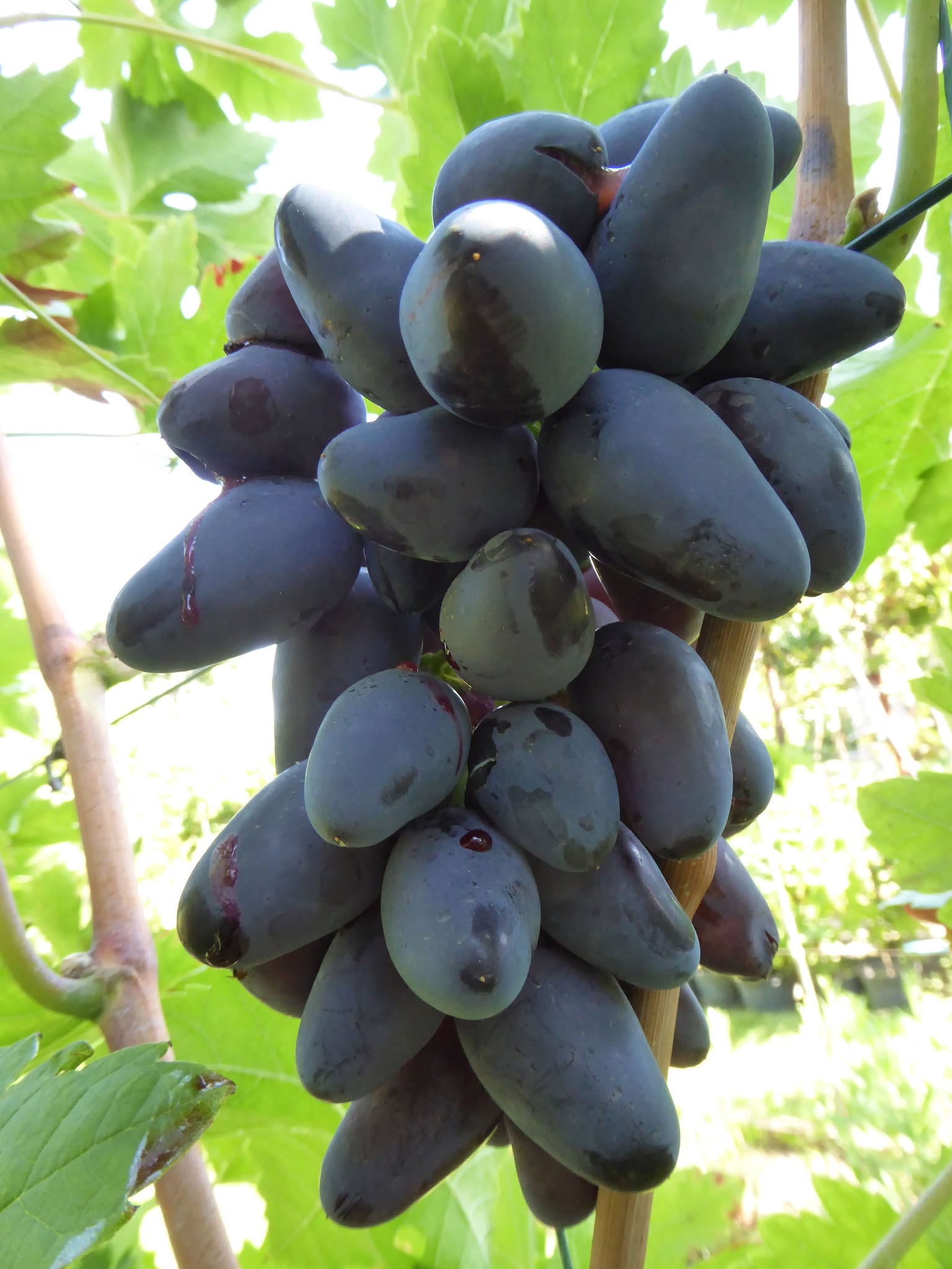 Modré datľové hrozno ‘Arkadia Čierna’ 